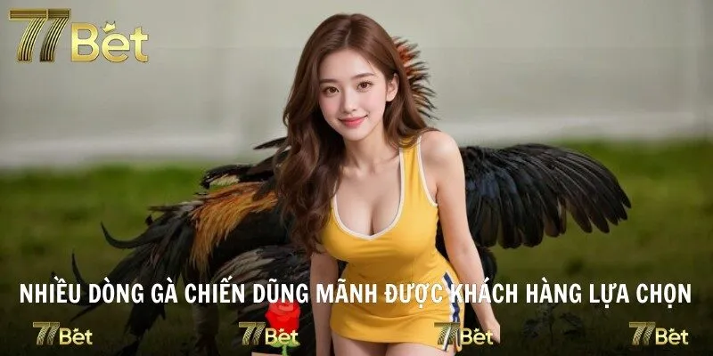 Nhiều dòng gà chiến dũng mãnh được khách hàng lựa chọn